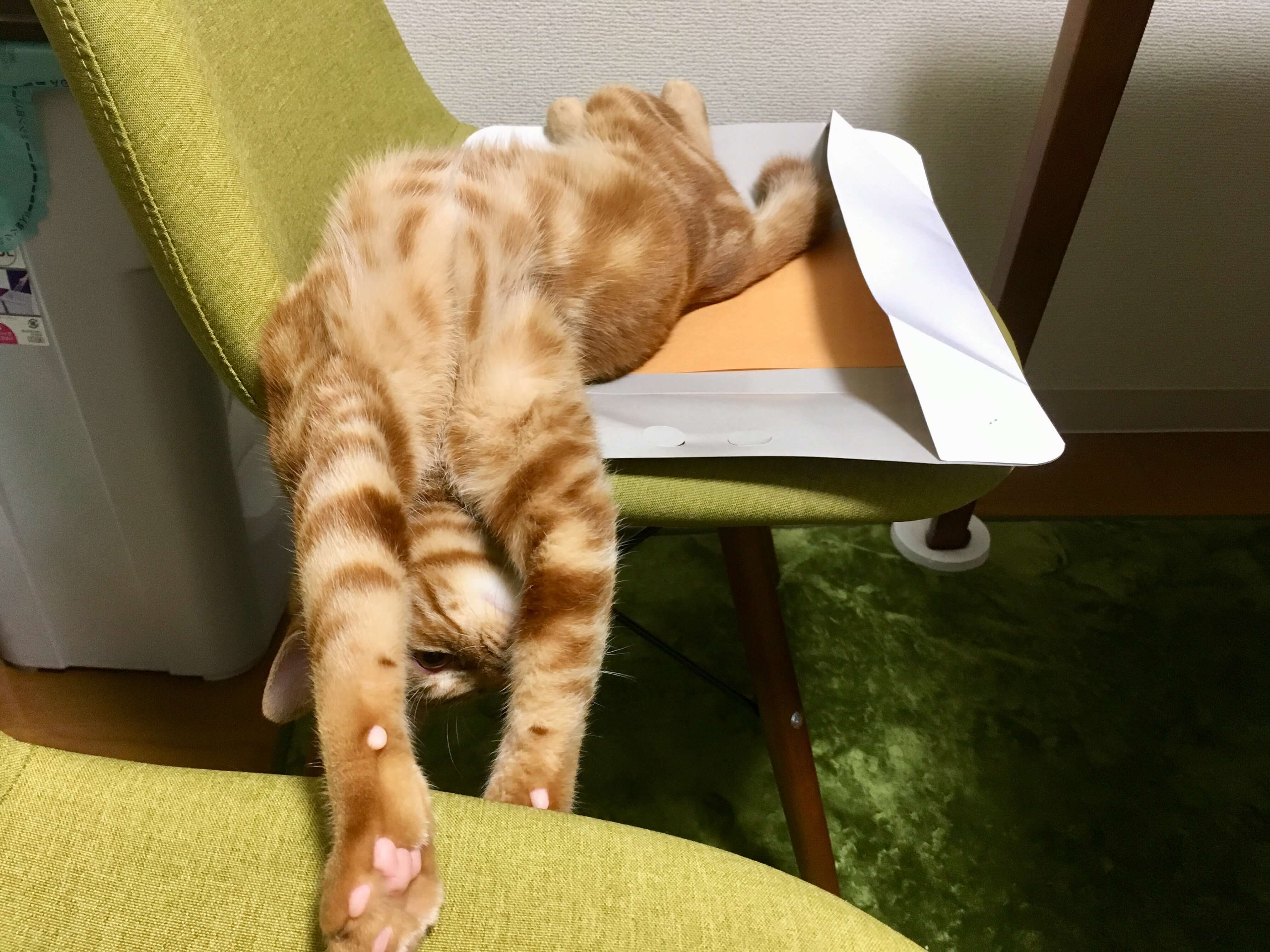 猫のハナクソの取り方はベビー濡れ綿棒で Day14 11 4 むぎにゃん