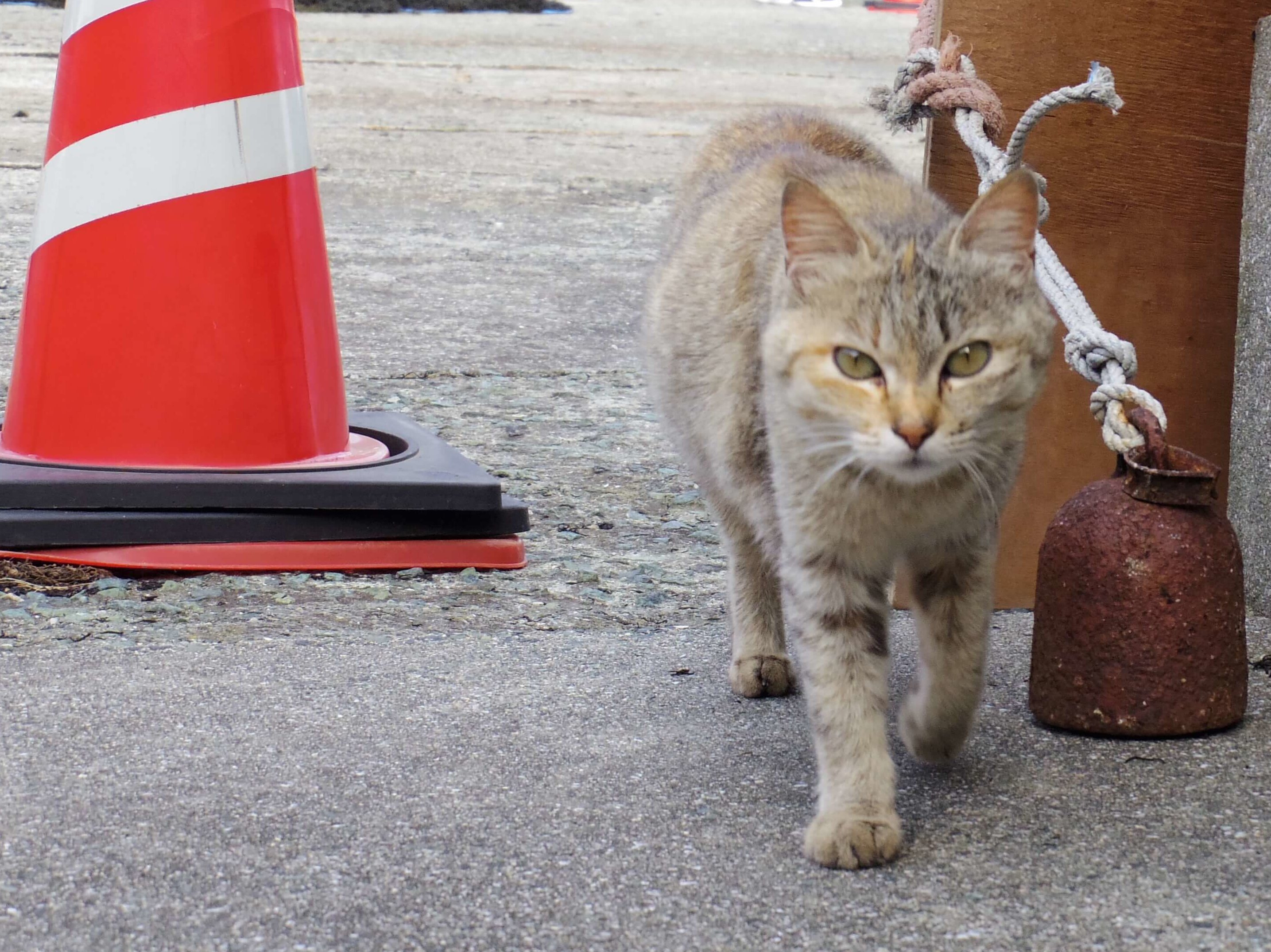 猫の色覚 猫の目からはどんな色が見えているの 再現してみた むぎにゃん