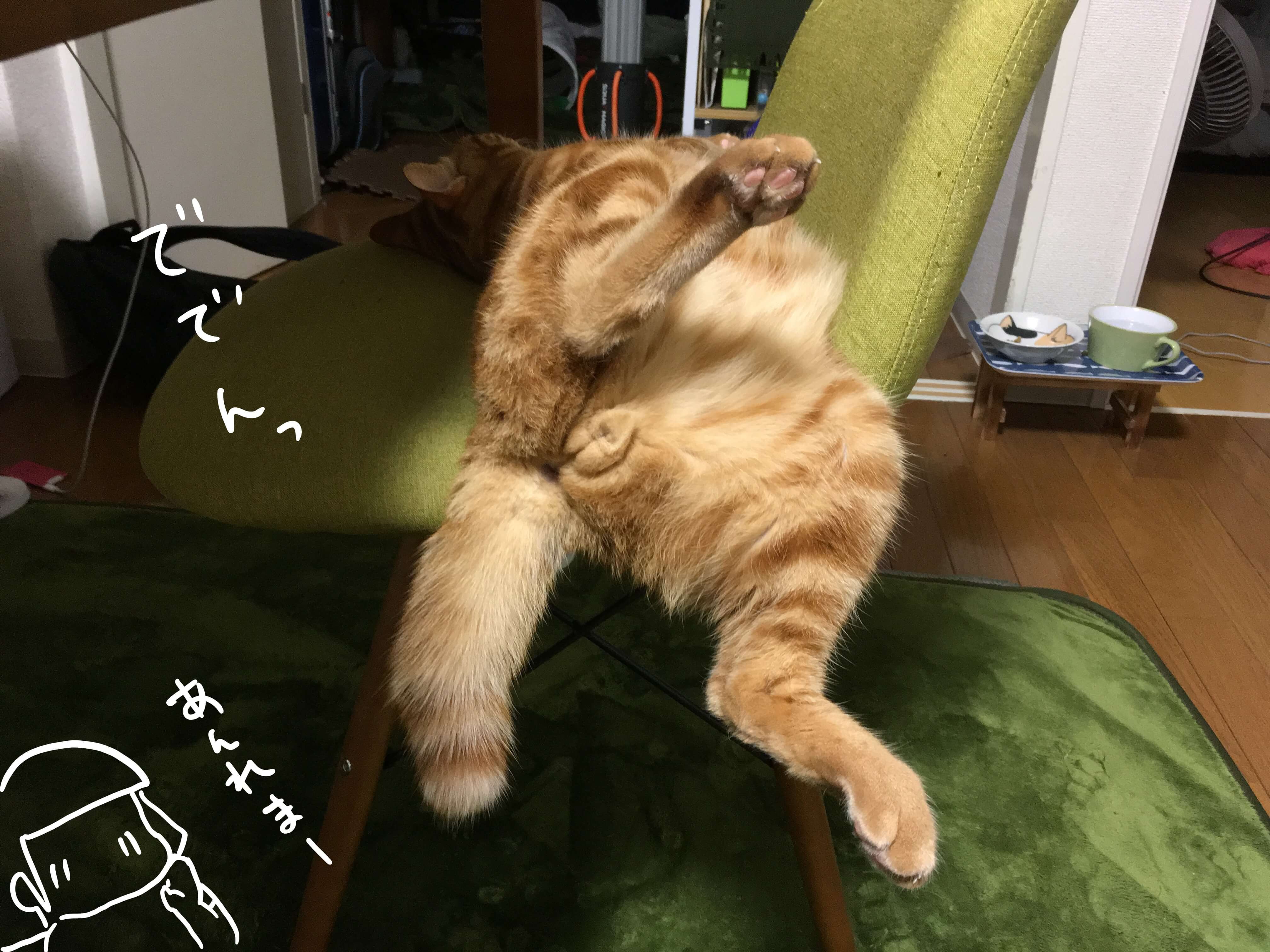 オス猫にもある おしりトントン の要求 Day214 5 23 むぎにゃん