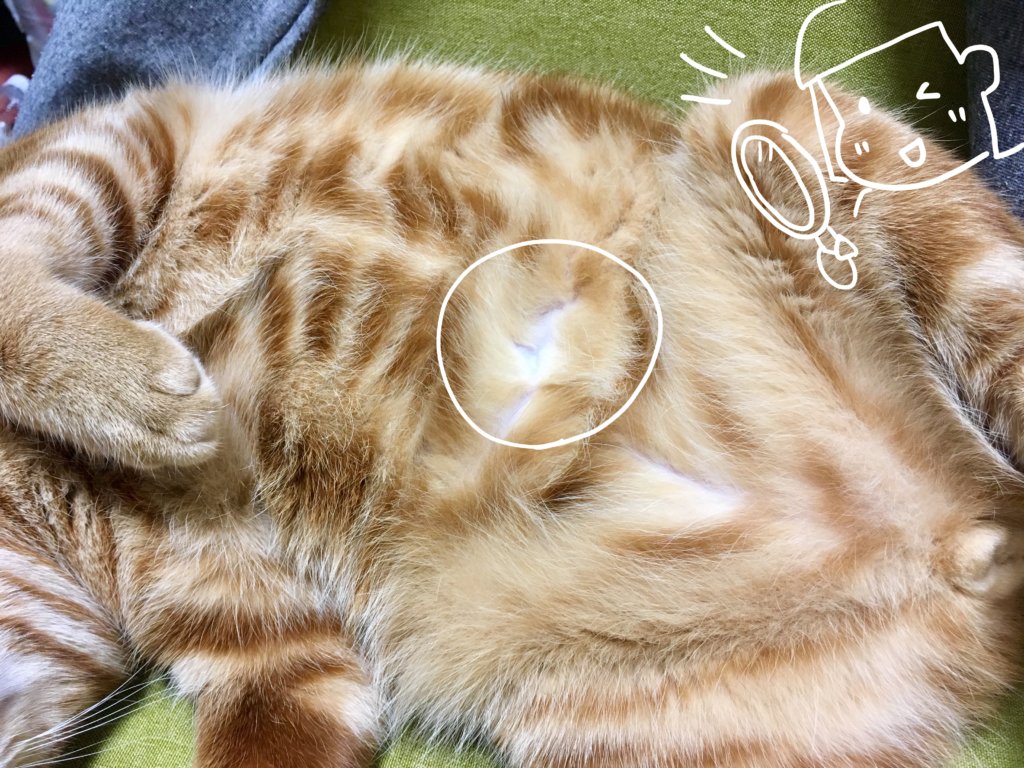 インニーかアウトティー?