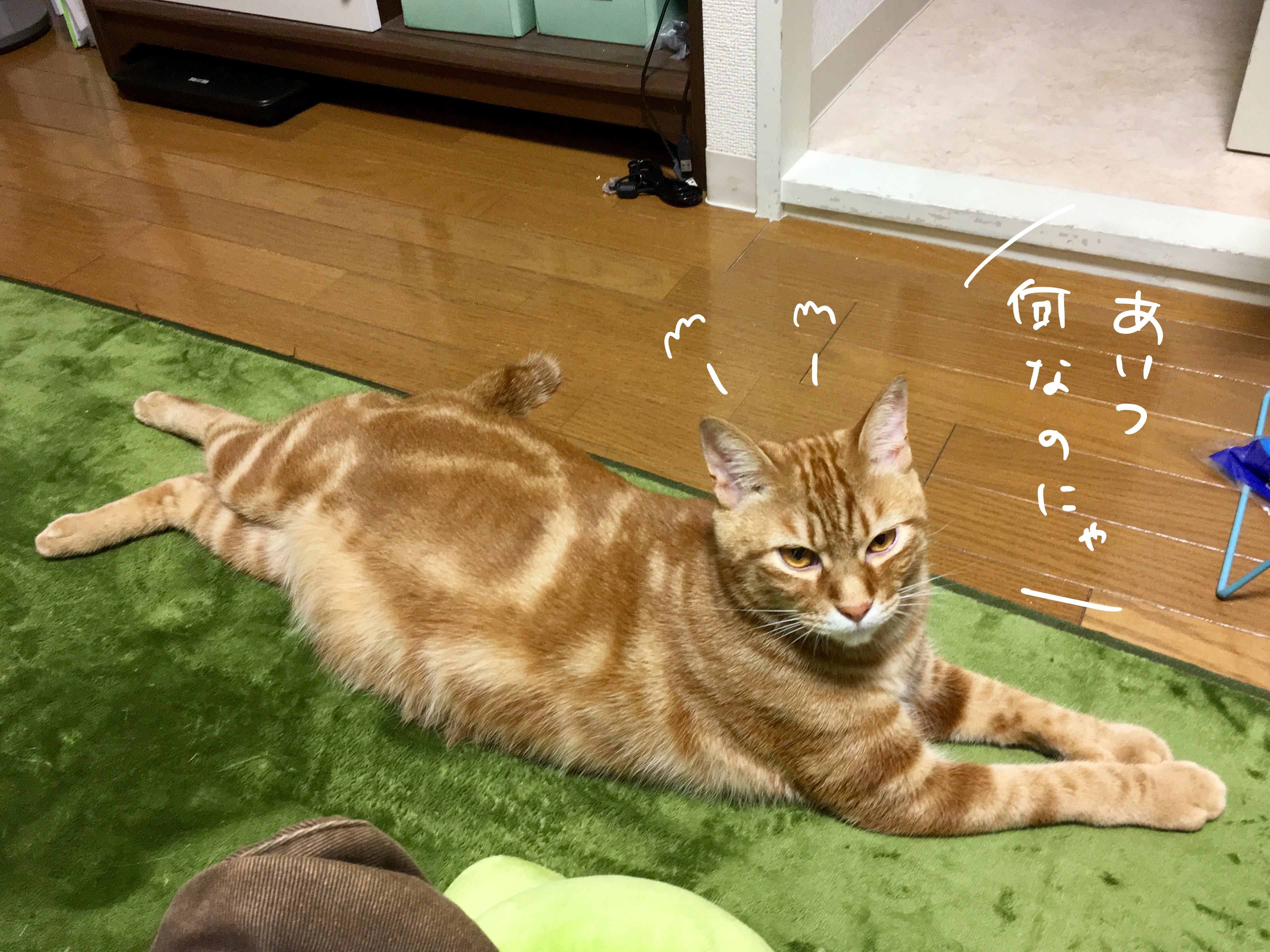 猫の抜け毛対策｜BEAUDENSのロボット掃除機に変更（Day218_5/27）｜むぎにゃん