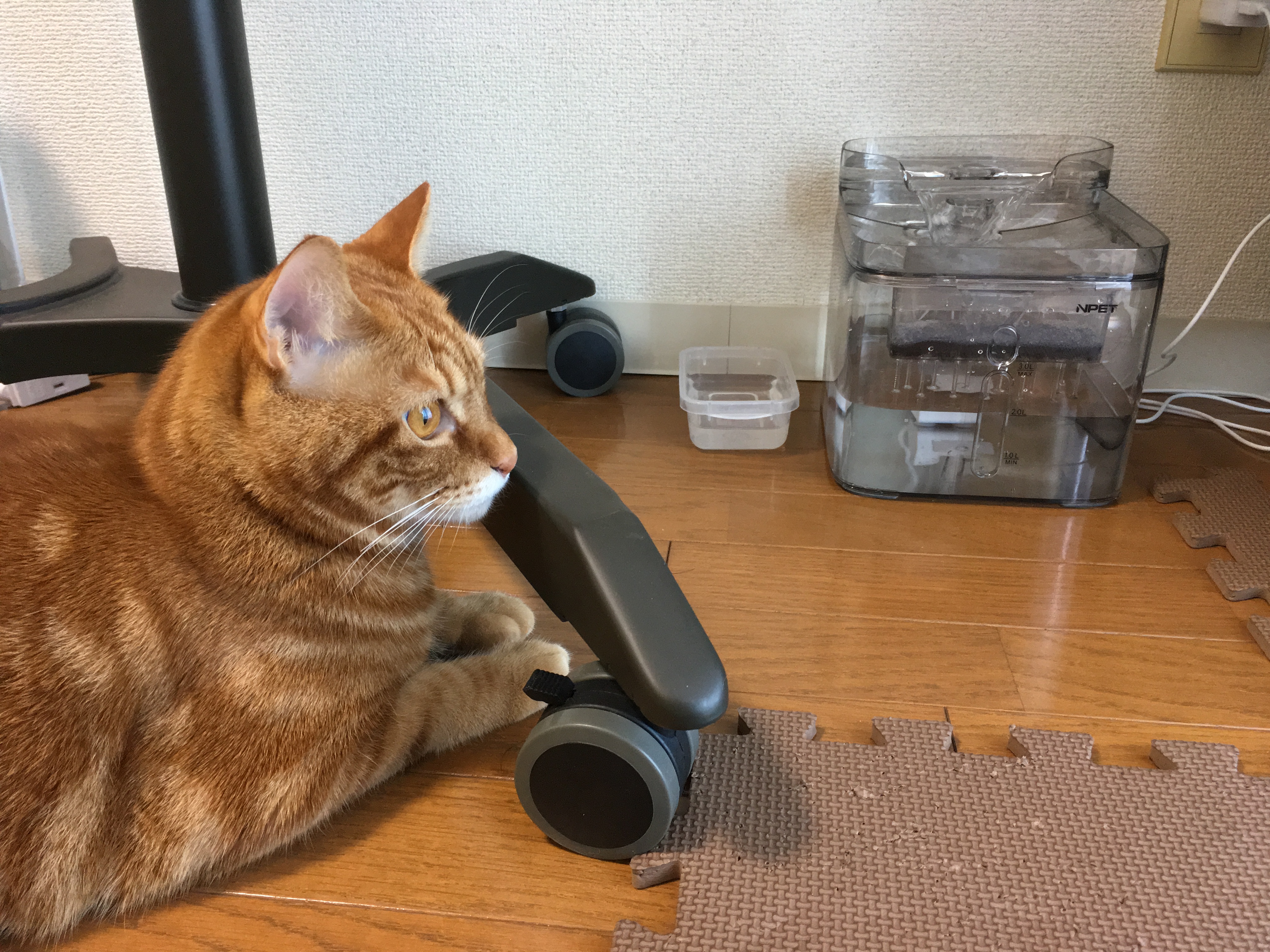 Npetの自動給水器を使ってみた その時猫のむぎは Day372 10 28 むぎにゃん