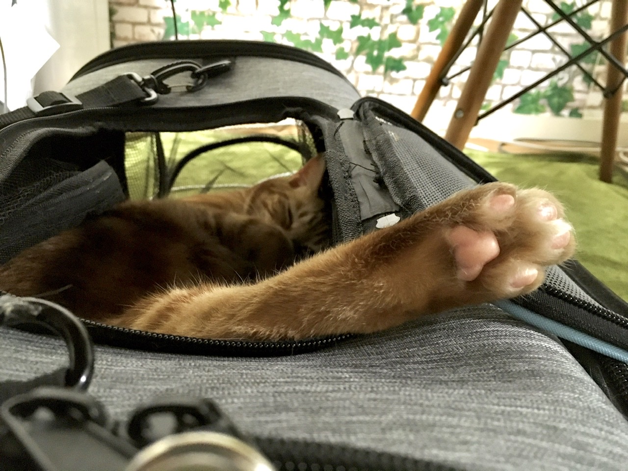 初めての毛玉吐きに猫も人間もびっくり Day544 4 16 むぎにゃん