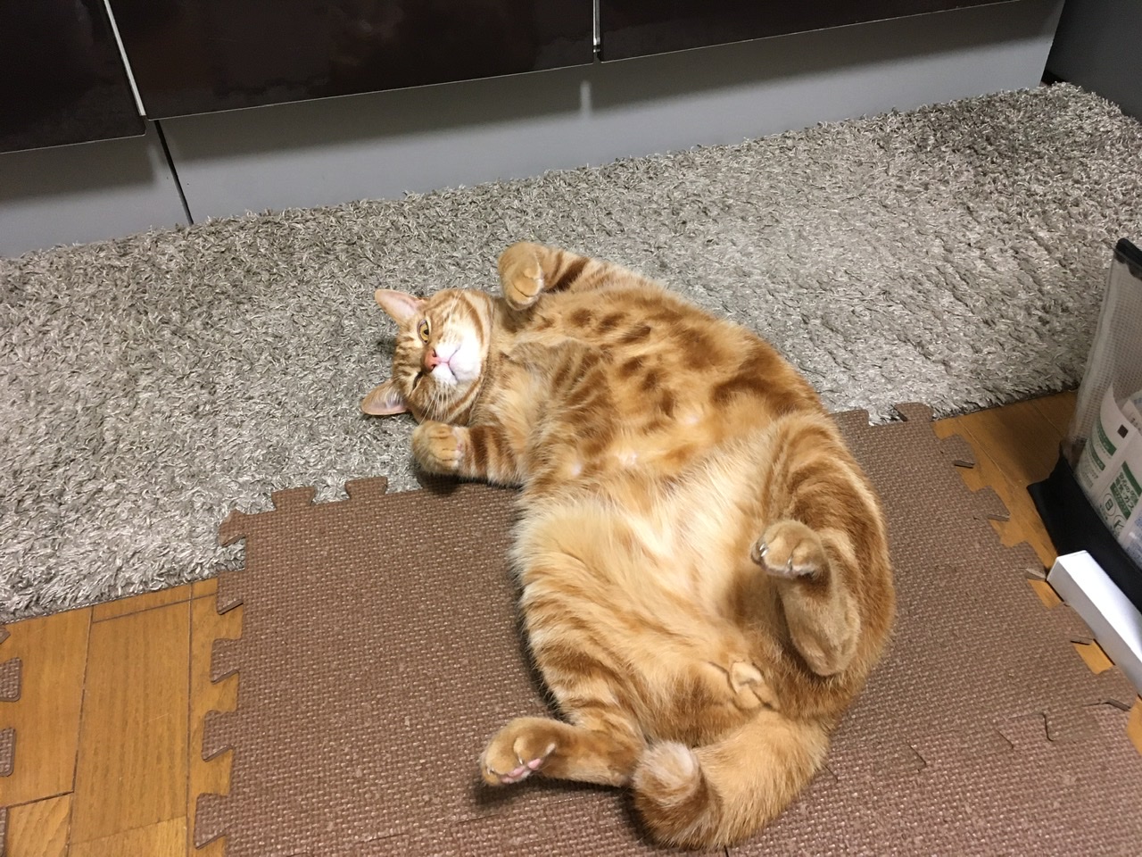 猫のためにお金は稼ぎたいけど猫と過ごすために残業はしたくない（Day921_4/27）｜むぎにゃん