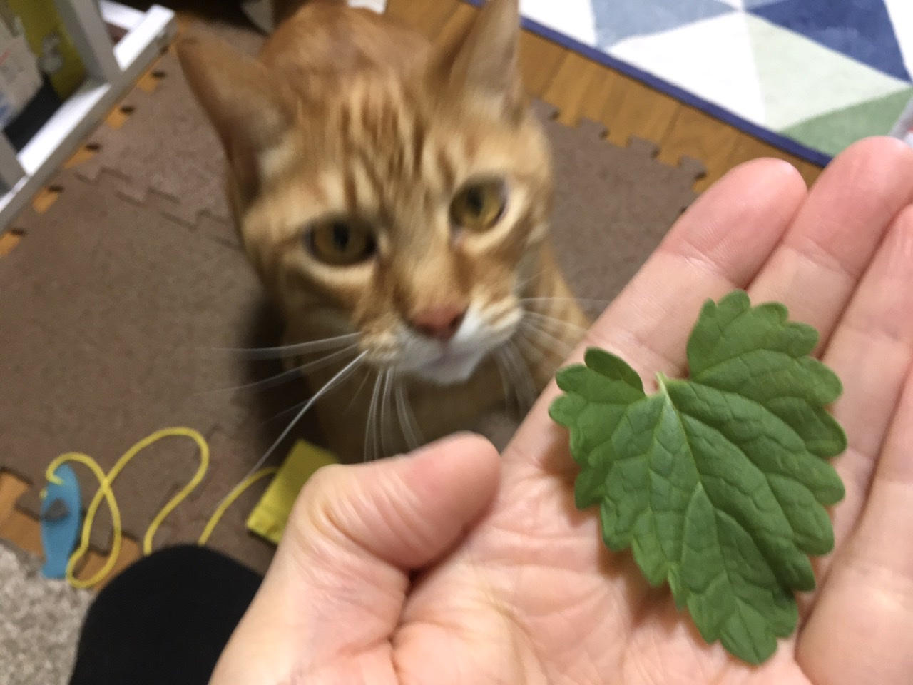 キャットニップの葉は猫が食べても大丈夫？シソ科はOK（Day904_4/10