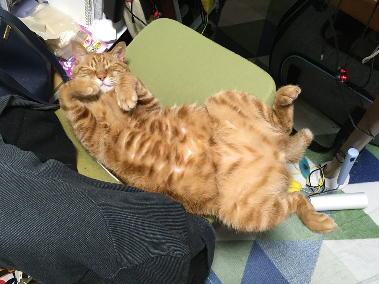 猫の5歳は人間でいうとだいたい36歳くらいらしい（Day1655_5/1）｜むぎ