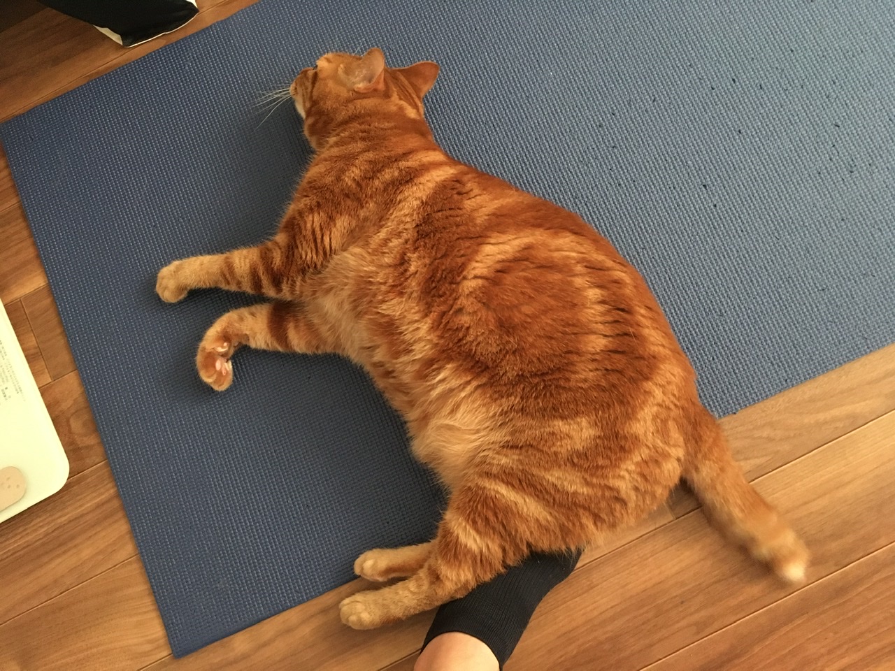 【猫語の理解】猫はほとんど「にゃあ」とは鳴かない(Day2431_7/28)|むぎにゃん