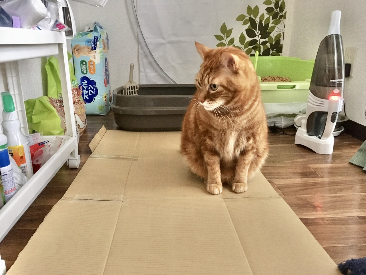 猫砂飛び散る問題】対策に即席「ニャンウェイ」を作ってみた